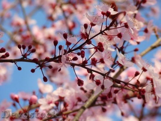 Devostock Almond blossom  (48)