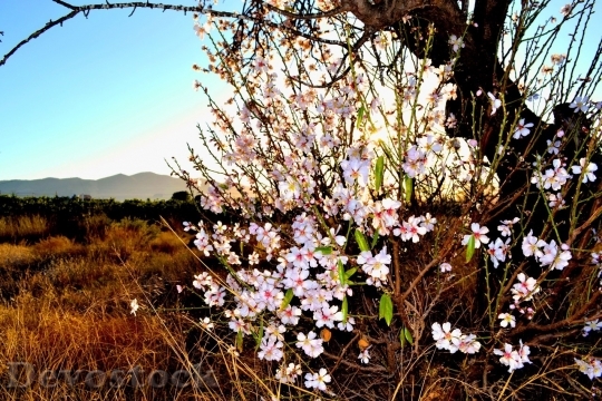 Devostock Almond blossom  (49)