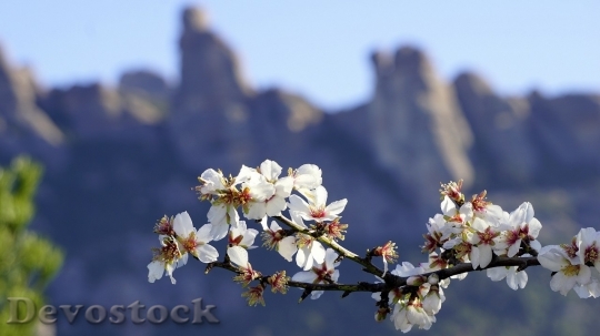 Devostock Almond blossom  (50)