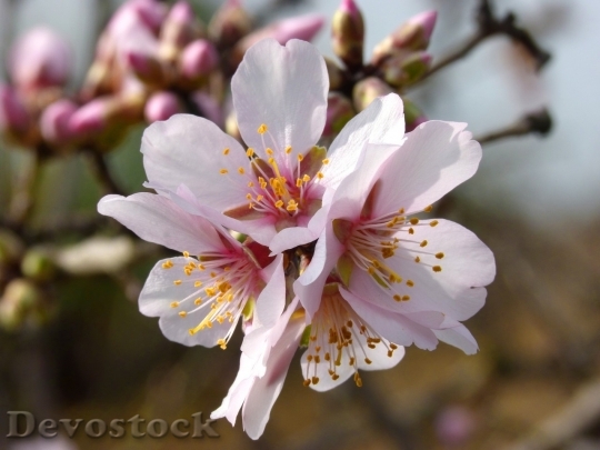 Devostock Almond blossom  (51)