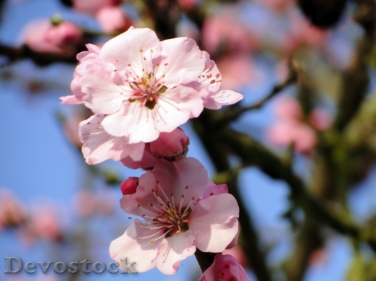 Devostock Almond blossom  (53)