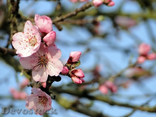 Devostock Almond blossom  (54)