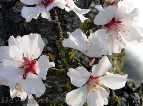 Devostock Almond blossom  (55)