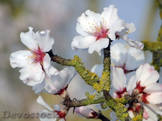 Devostock Almond blossom  (56)