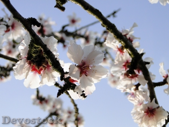 Devostock Almond blossom  (58)
