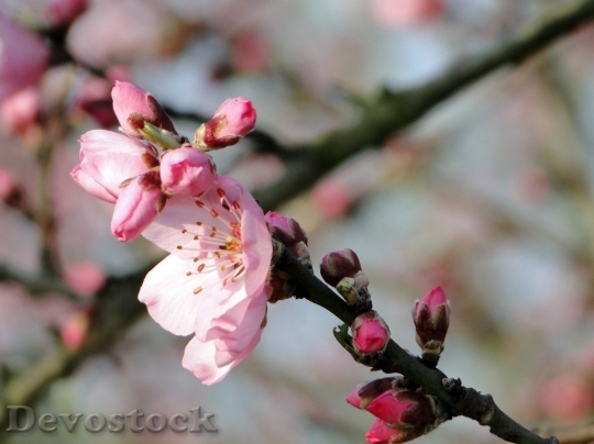 Devostock Almond blossom  (59)