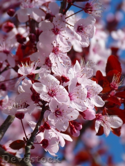Devostock Almond blossom  (6)