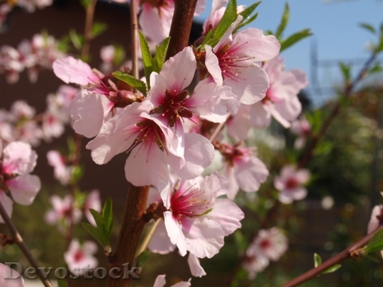 Devostock Almond blossom  (60)