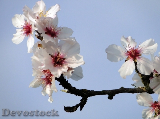 Devostock Almond blossom  (61)
