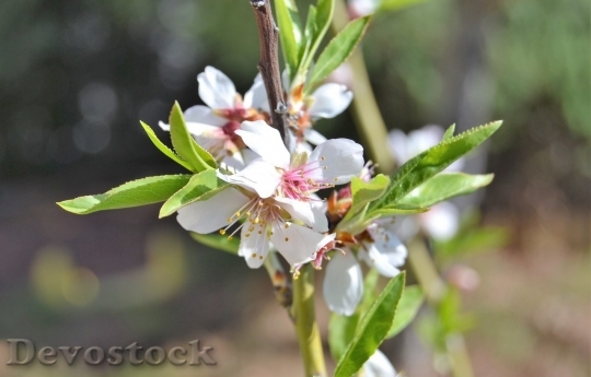 Devostock Almond blossom  (62)