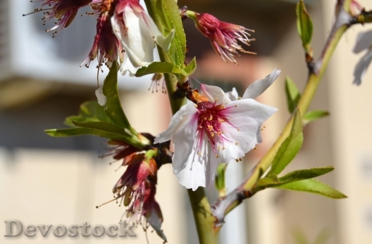Devostock Almond blossom  (63)