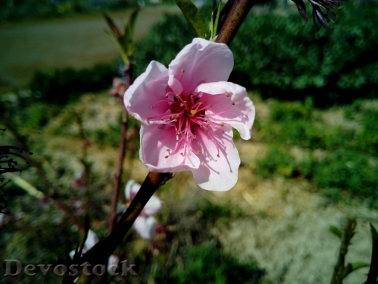Devostock Almond blossom  (64)