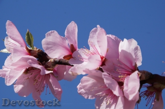 Devostock Almond blossom  (65)
