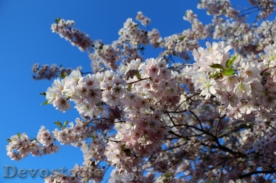 Devostock Almond blossom  (66)