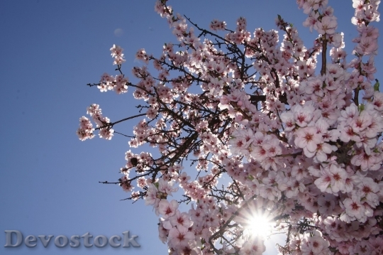Devostock Almond blossom  (67)