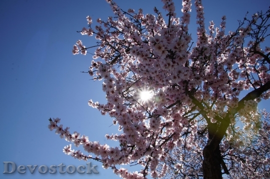Devostock Almond blossom  (68)