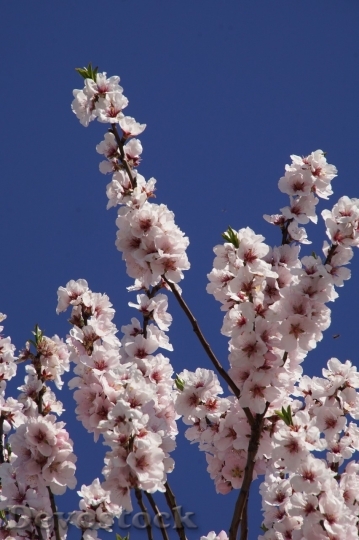 Devostock Almond blossom  (71)