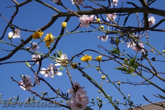 Devostock Almond blossom  (72)