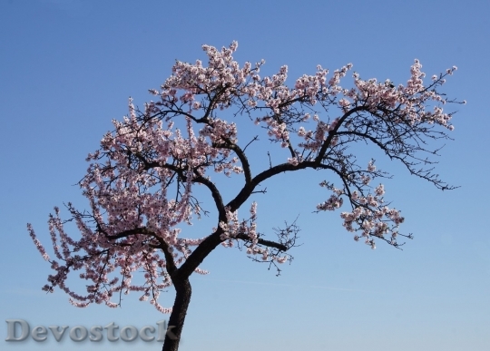 Devostock Almond blossom  (73)