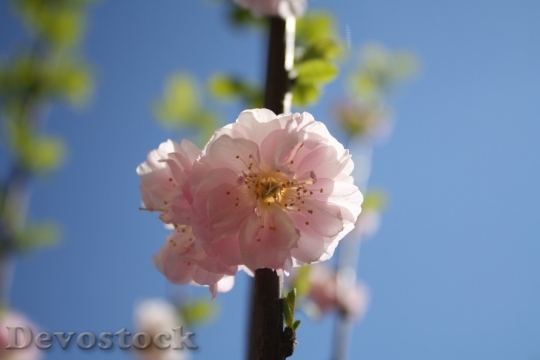 Devostock Almond blossom  (74)