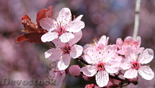 Devostock Almond blossom  (76)