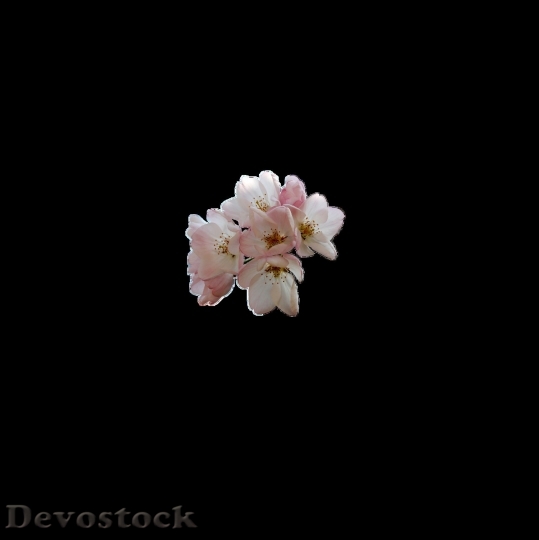 Devostock Almond blossom  (77)