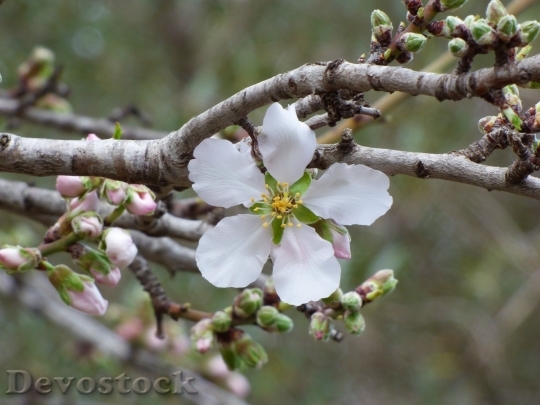 Devostock Almond blossom  (78)