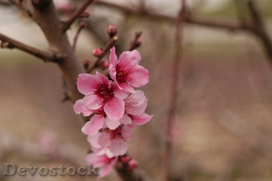 Devostock Almond blossom  (79)