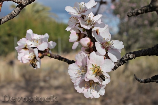 Devostock Almond blossom  (8)