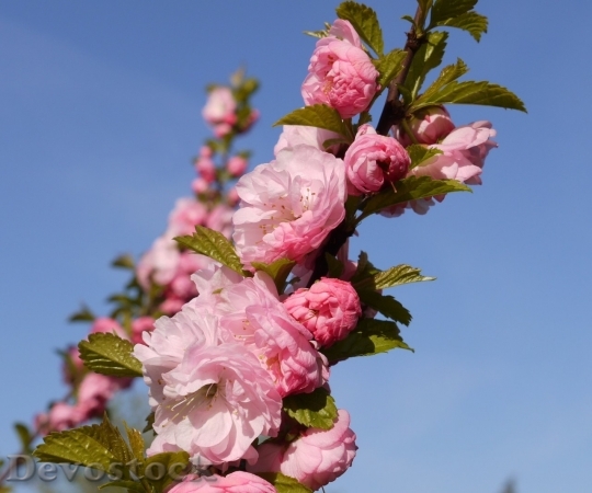 Devostock Almond blossom  (80)