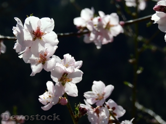 Devostock Almond blossom  (81)
