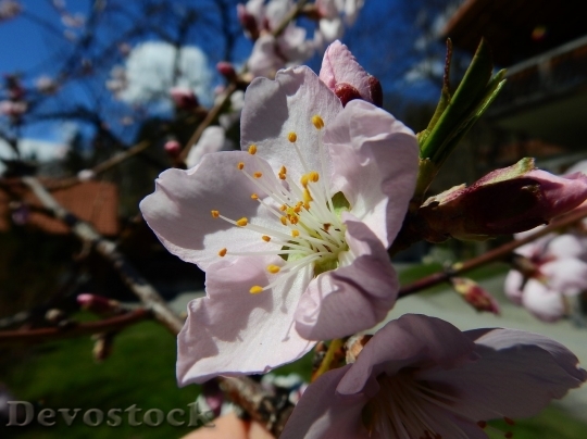 Devostock Almond blossom  (82)