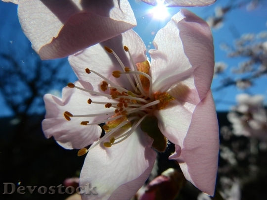Devostock Almond blossom  (83)