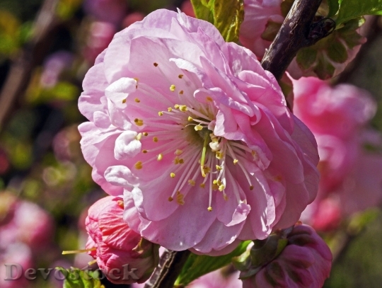 Devostock Almond blossom  (84)