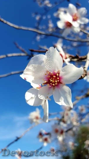 Devostock Almond blossom  (85)