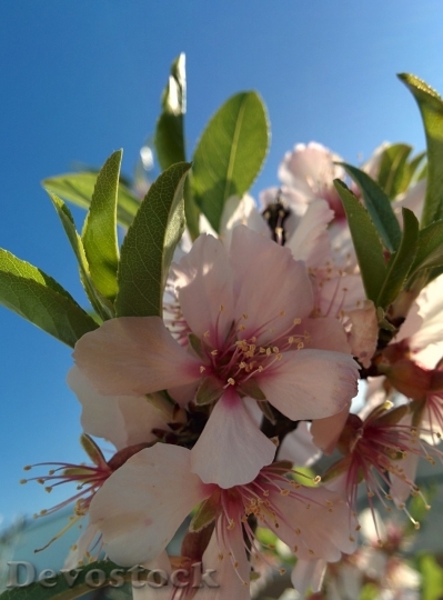 Devostock Almond blossom  (86)