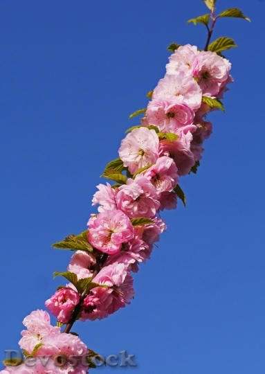 Devostock Almond blossom  (87)