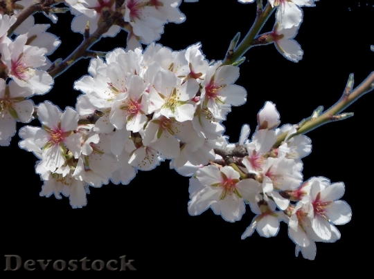 Devostock Almond blossom  (89)