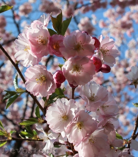 Devostock Almond blossom  (9)