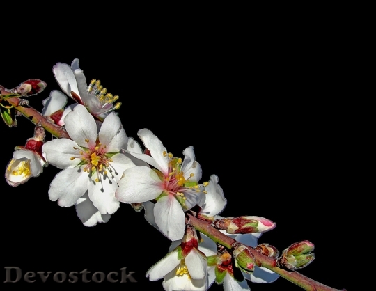 Devostock Almond blossom  (90)