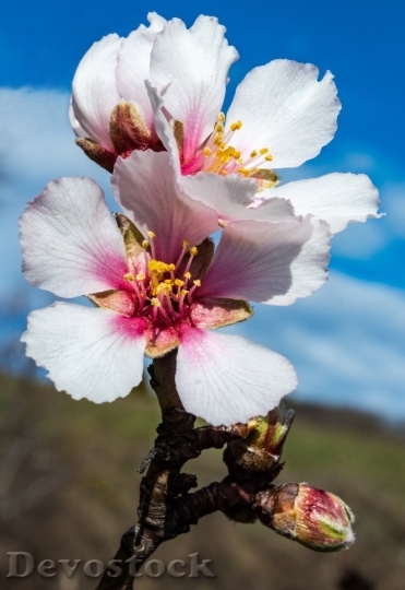 Devostock Almond blossom  (91)