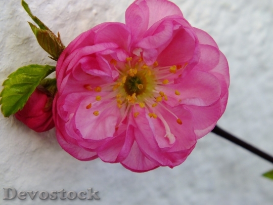 Devostock Almond blossom  (94)