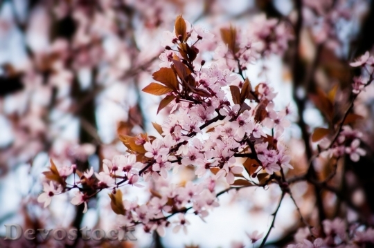 Devostock Almond blossom  (95)