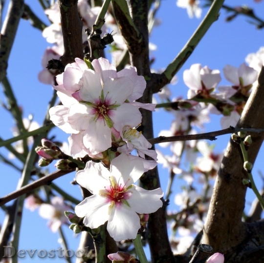Devostock Almond blossom  (96)