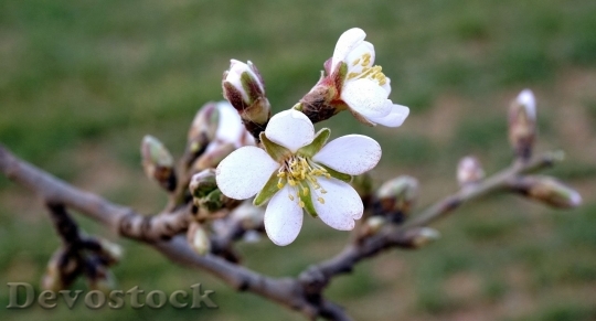 Devostock Almond blossom  (97)