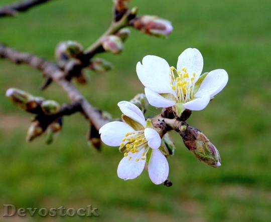 Devostock Almond blossom  (98)