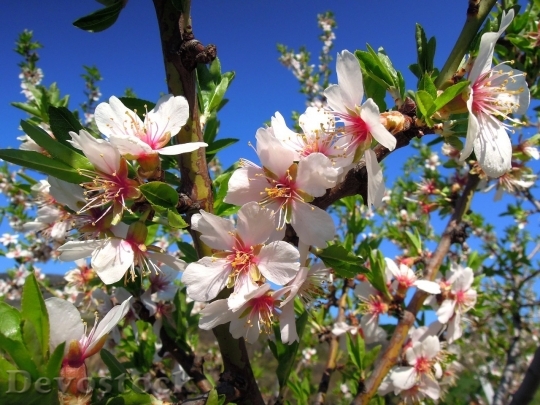 Devostock Almond blossom  (99)