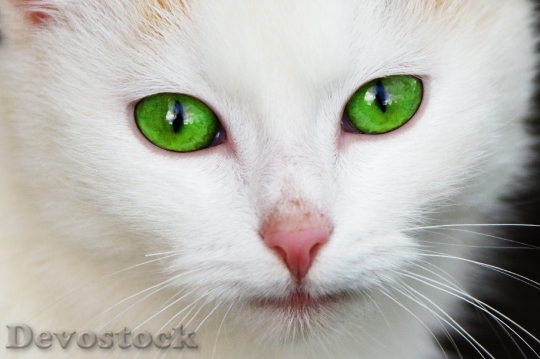 Devostock animal-cat-domestic-eye-87413.jpeg