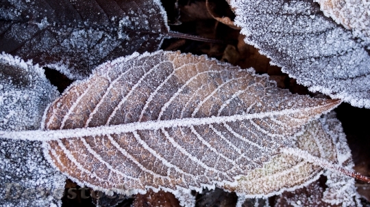 Devostock Autumn frosty leaves photo stock  (2)