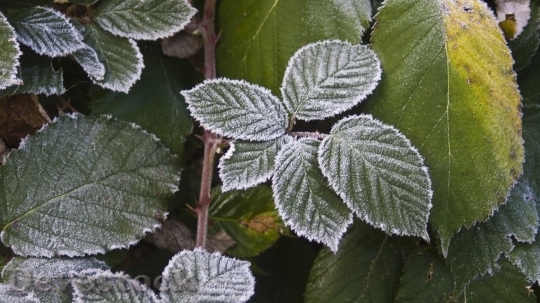 Devostock Autumn frosty leaves photo stock  (6)